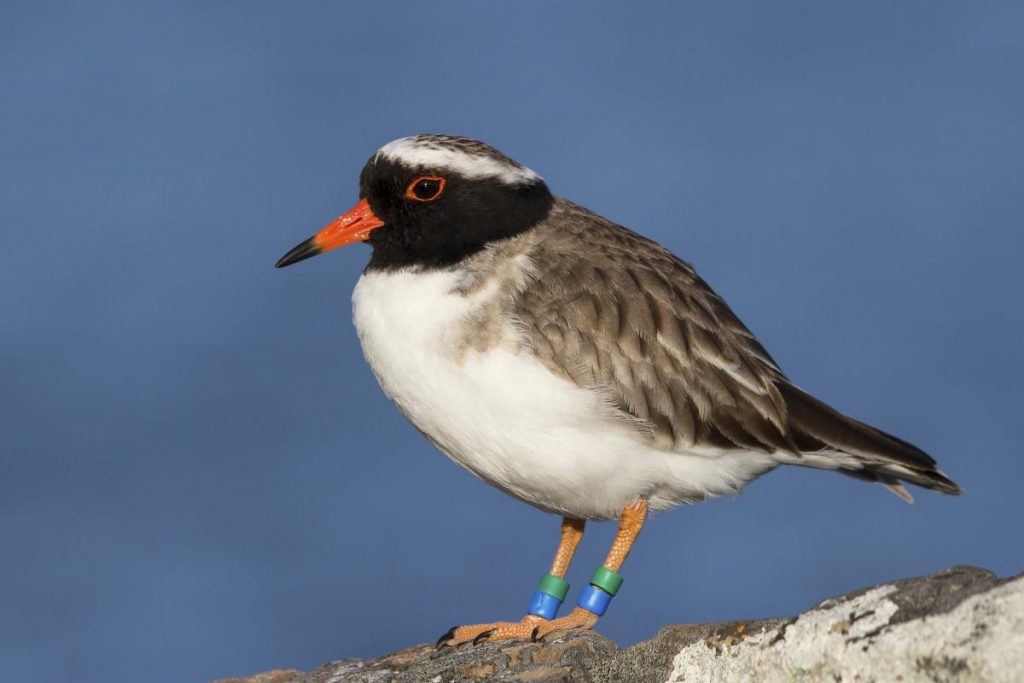 Shore Plover | Tuturuatu | NZ Birds Online